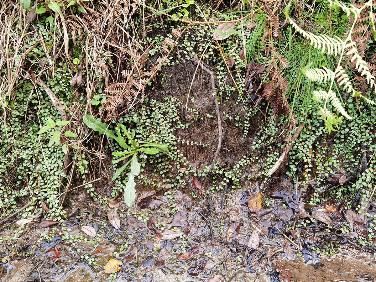 Lysimachia tenella 2